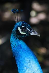 National Zoo Washington D.C.